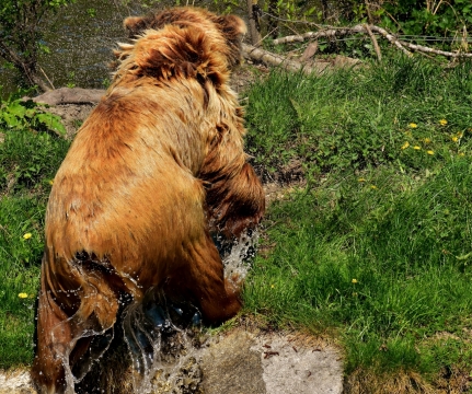 自然森林绿色草坪棕色熊动物