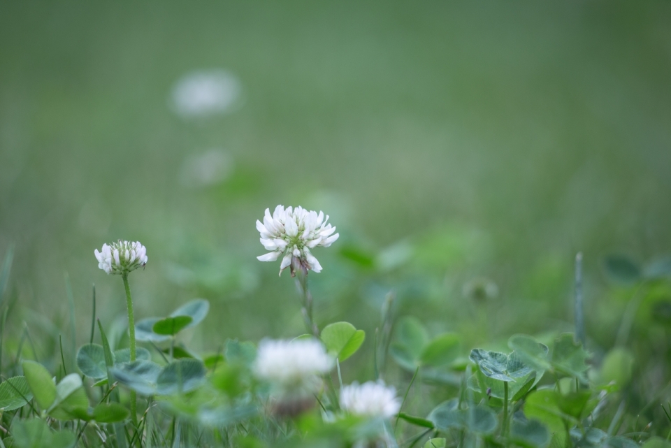 户外自然绿色草坪白色花朵清新植物