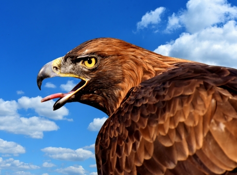 蓝天白云下翱翔天际的雄鹰锐利而犀利的目光