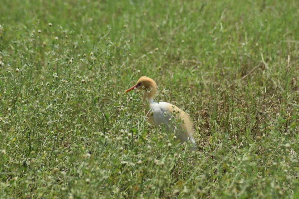 户外自然绿色草坪黄色鸟类动物