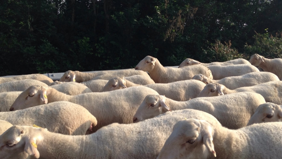 牧场成群白色绵羊动物摄影