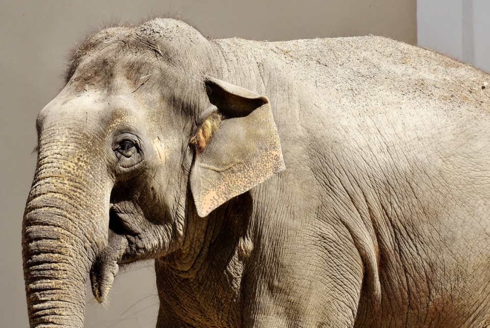 动物园中无牙的年迈大象
