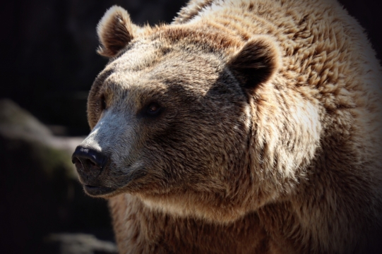 虚化背景阳光户外野生棕色熊动物