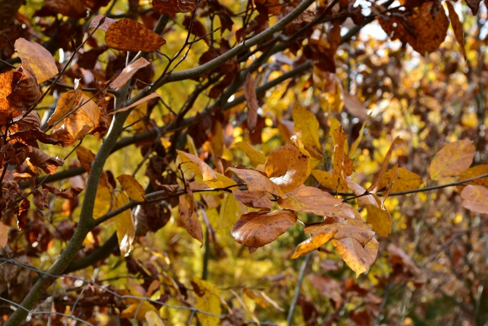 秋天阳光照在枯黄的树叶上