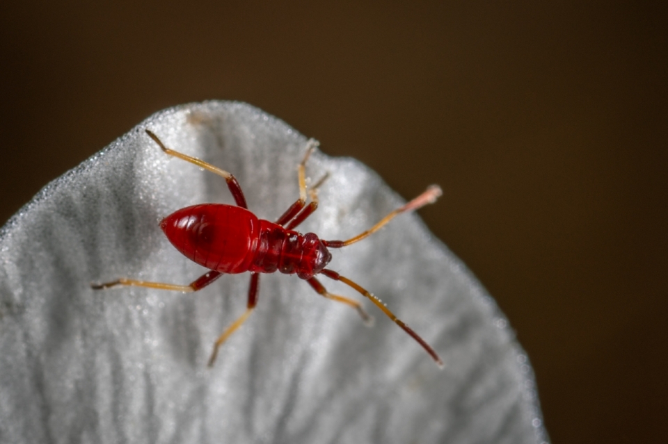 微距昆虫动物花瓣蚂蚁高清