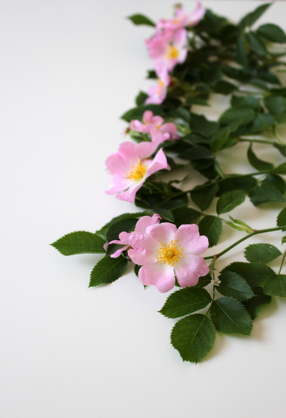 白色桌面粉色花朵绿色叶子自然植物
