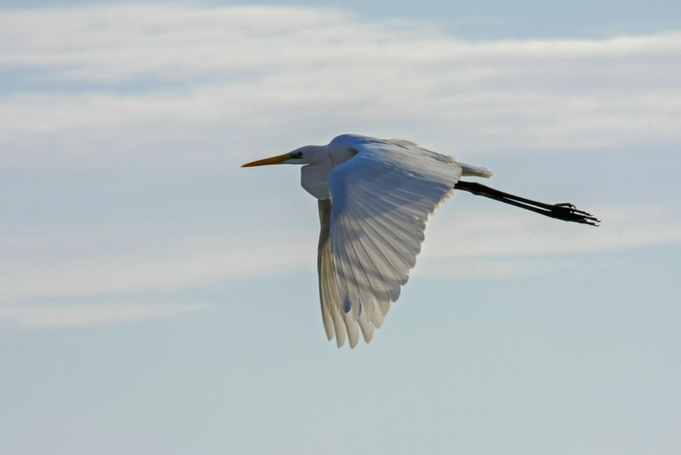 蓝色天空飞翔白色野生鸟类动物