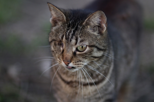 虚化背景自然户外单眼猫动物