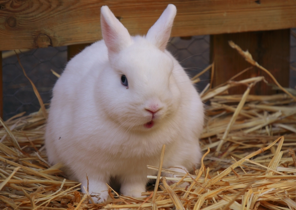 在干草堆上白色可爱小兔子动物摄影