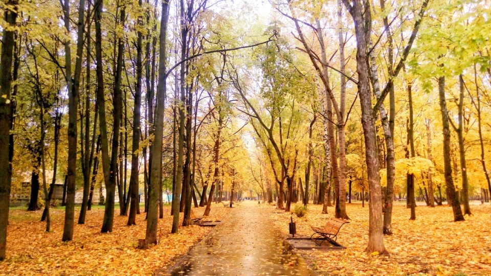 秋天唯美阳光照进树林间的道路上