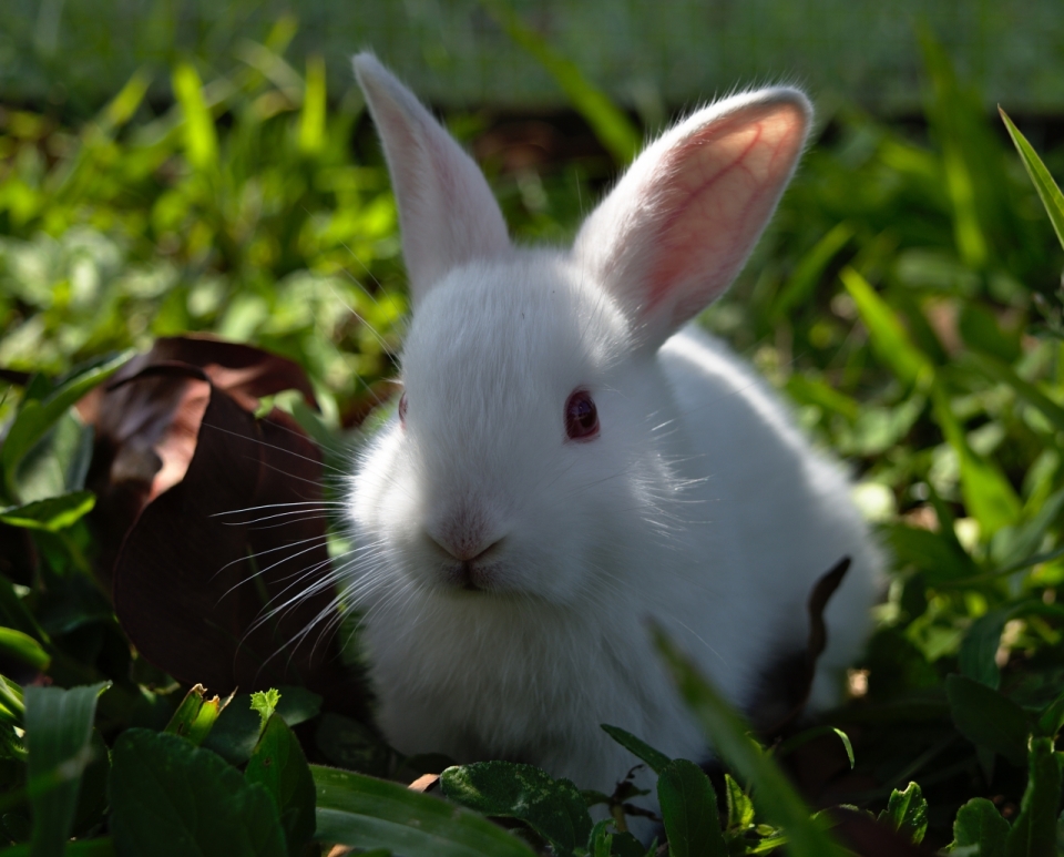 阳光户外自然绿色草坪可爱白色兔子