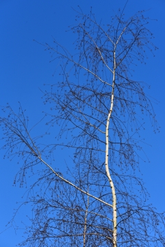 枯萎的白杨树树尖仰拍特写