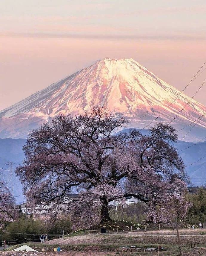 富士山下樱花图片