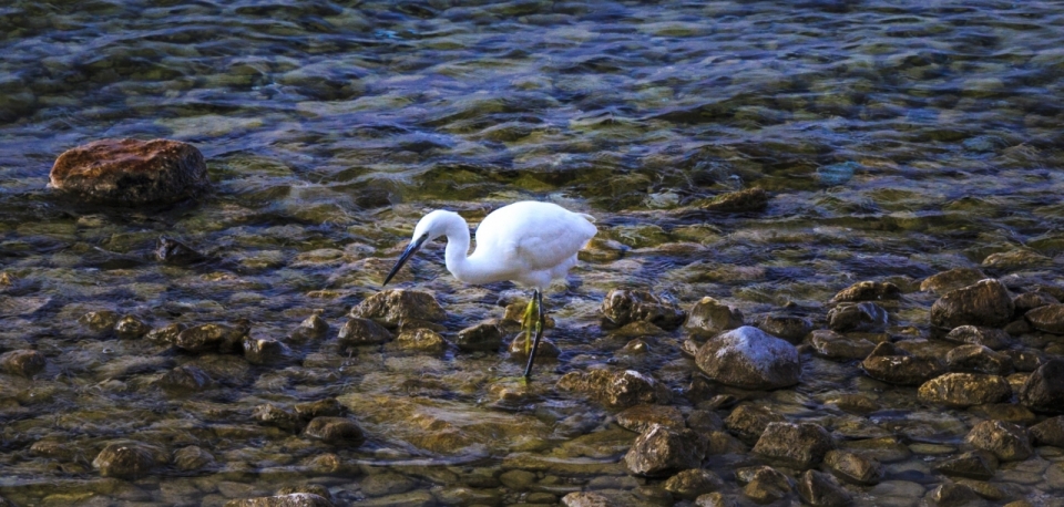 河边水面上捕鱼的白鹭鸟特写摄影