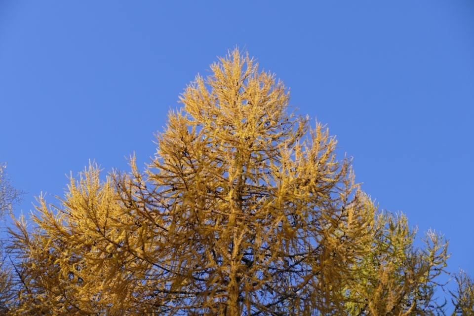风光摄影_蓝色天空下枯黄巨树特写