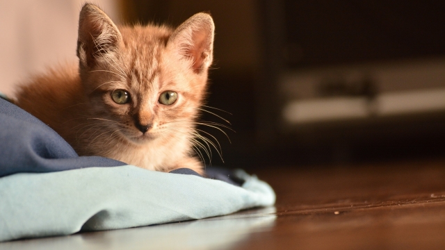 可爱小奶猫图片