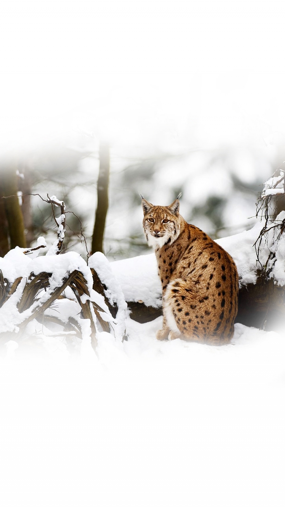 雪地里的野生动物写真