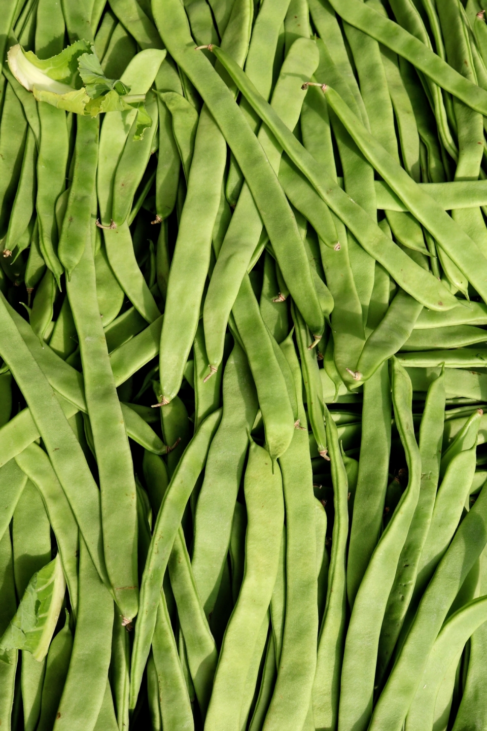 新鲜美味健康绿色扁豆蔬菜