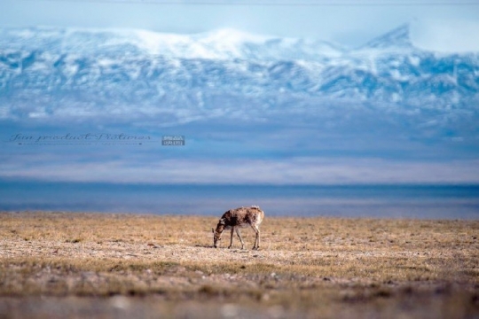 唯美风景可可西里图片