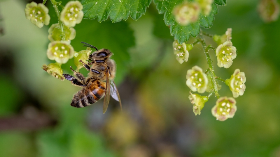 蜜蜂在花丛中辛苦的劳作高清桌面壁纸