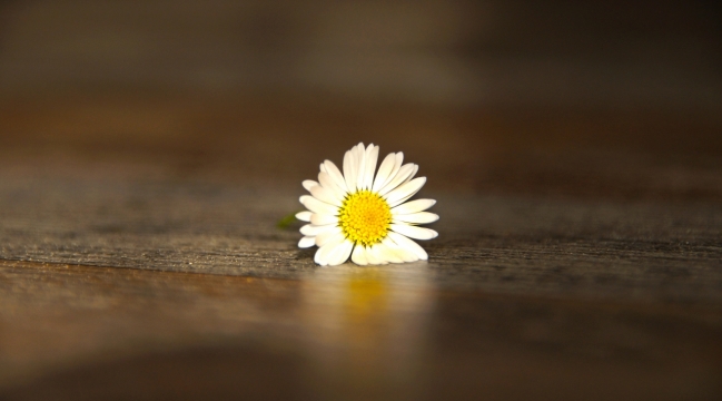 阳光室内木制桌面白色小清新自然花朵