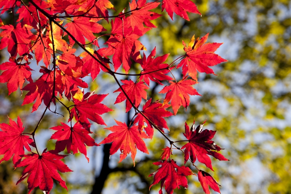 秋天红色枫叶的美丽景色摄影