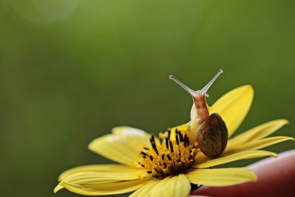 一只趴在黄色菊花上的蜗牛特写