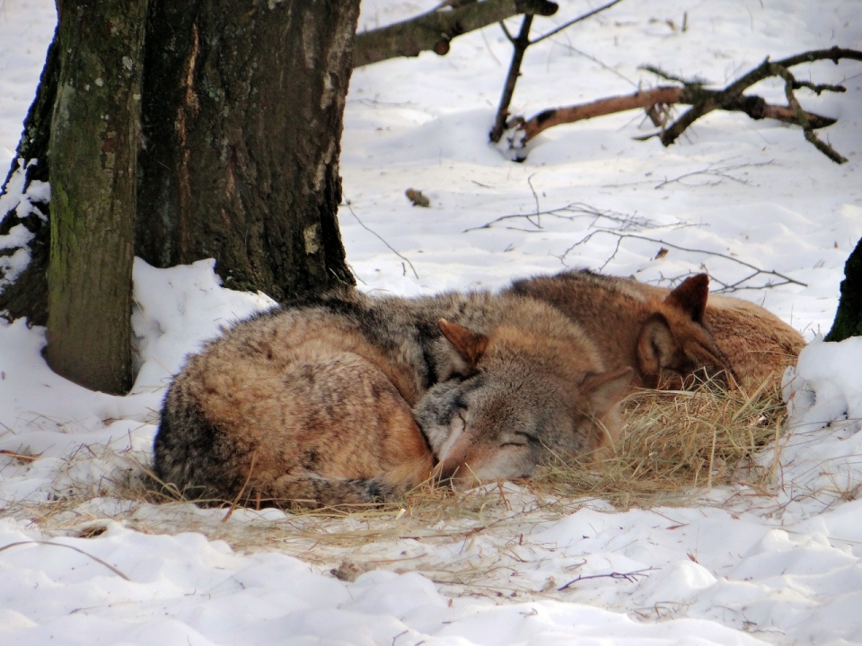 在雪地干草堆上睡觉的狐狸