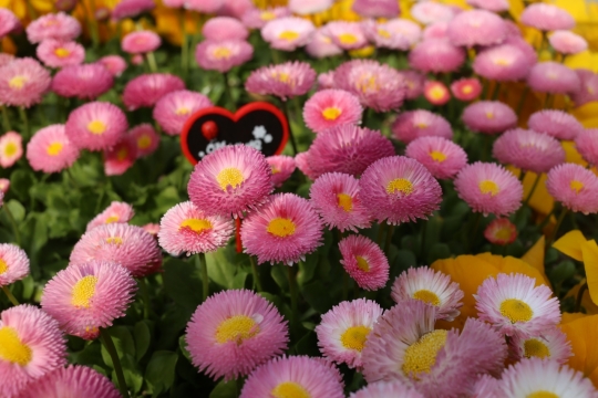 室内自然粉色花朵绿色枝叶清新植物