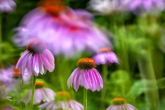 重阳节菊花高清桌面壁纸