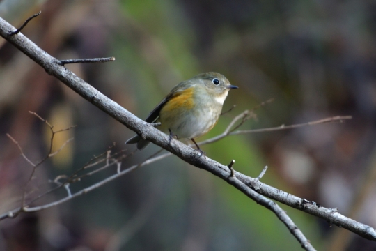 户外自然树木树枝野生绿色鸟类动物