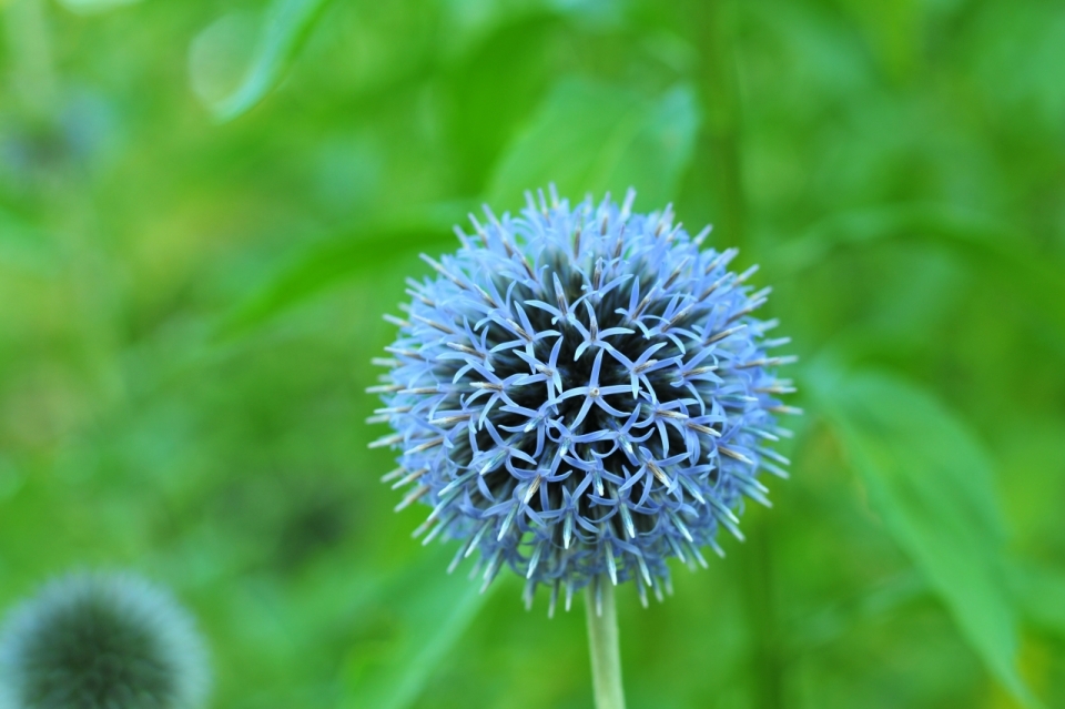 雨后草丛生长蓝色球状花朵植物