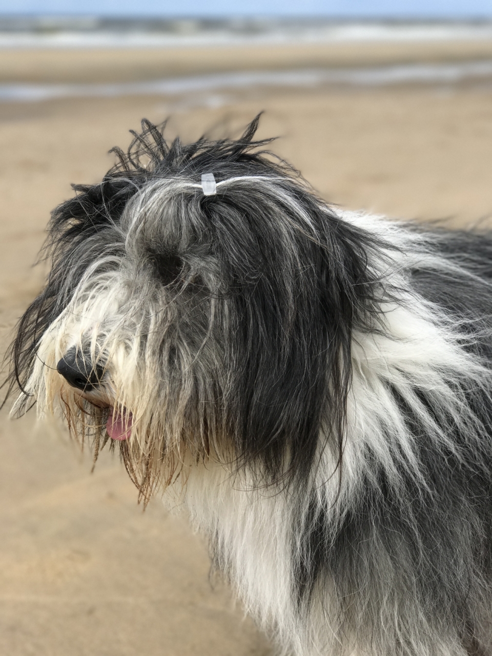 平原上扎着辫子的可爱波兰低地牧羊犬