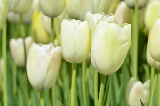 虚化背景户外白色花朵绿色枝干自然植物