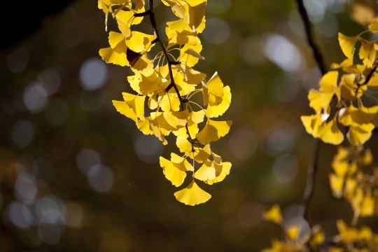 秋天银杏树枝头上的银杏叶金黄透亮