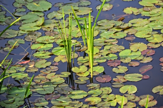平静水面漂浮圆形绿叶植物户外风光