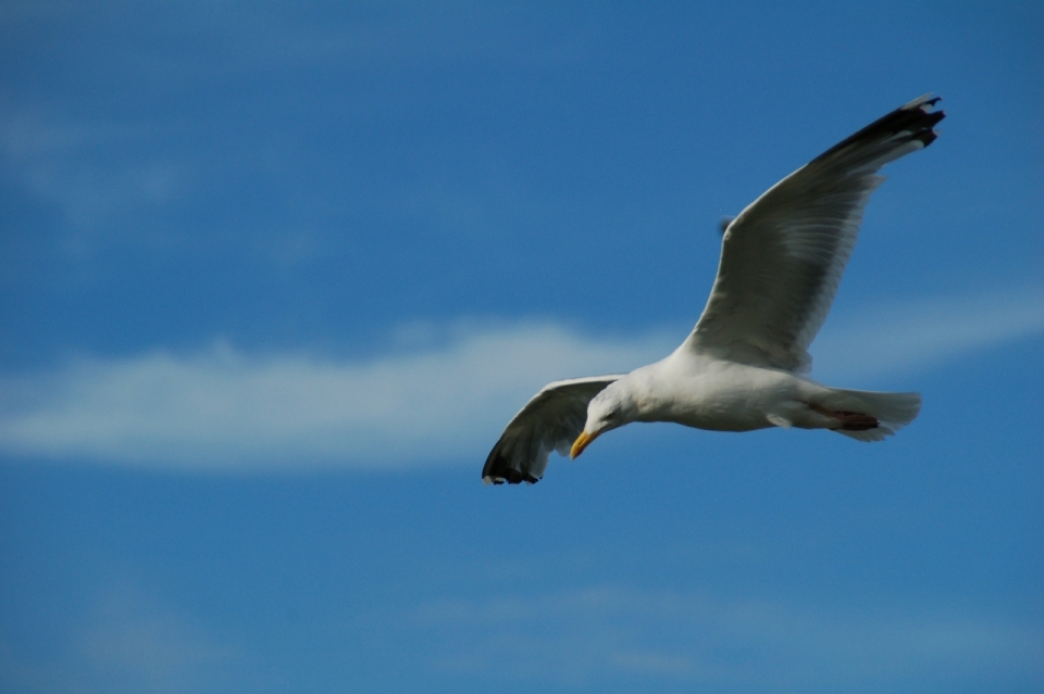 蓝色天空中飞翔白色野生鸟类动物