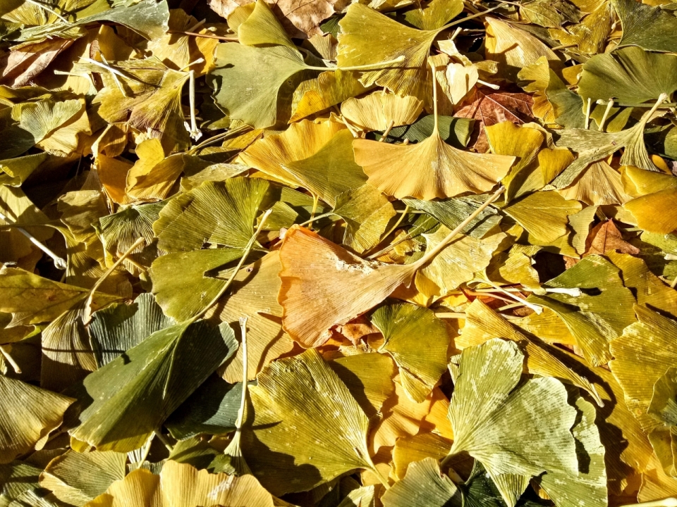秋天地面黄色银杏树叶落叶静物摄影