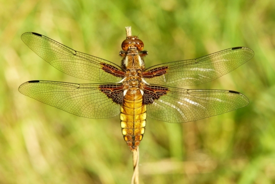 阳光户外自然植物蜻蜓昆虫