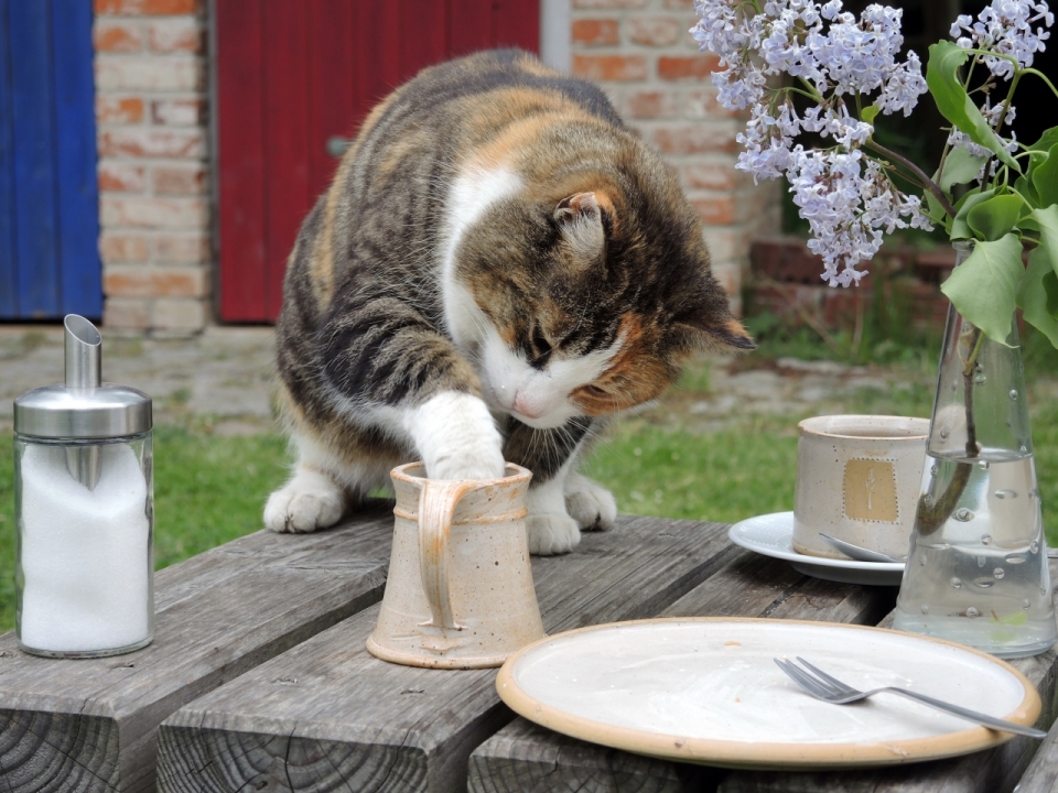 站在木桌上掏水杯的大肥猫摄影