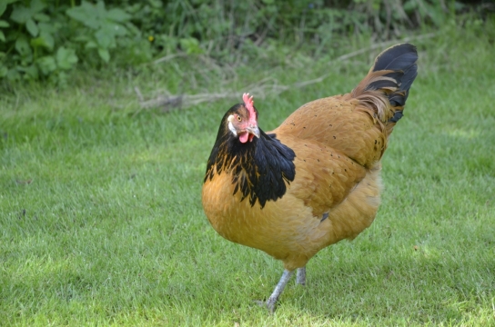庭院肥沃草地散养公鸡动物特写