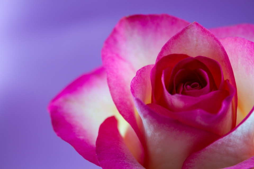 紫色背景浪漫美丽玫瑰植物