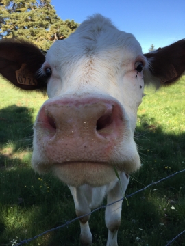 铁栅栏后绿色草地上奶牛正脸近距离摄影