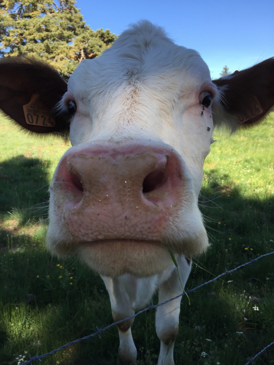 铁栅栏后绿色草地上奶牛正脸近距离摄影