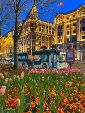 上海外滩郁金香图片