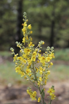 虚化背景户外自然黄色花朵绿色植物