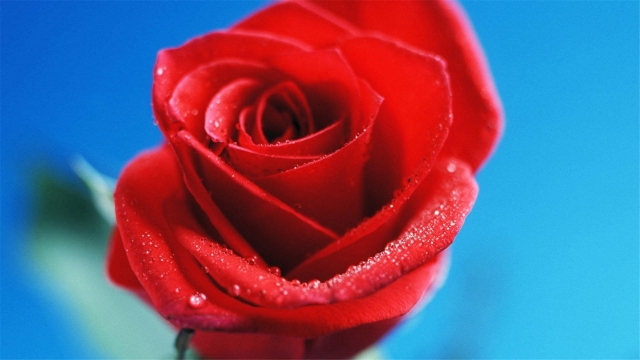 好看的唯美花卉图片清新植物护眼桌面壁纸