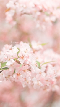 唯美春季海棠花写真图片