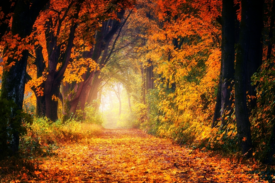 秋季落叶覆盖的林间小道风光