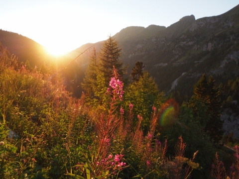山间草地中红色花朵逆光摄影